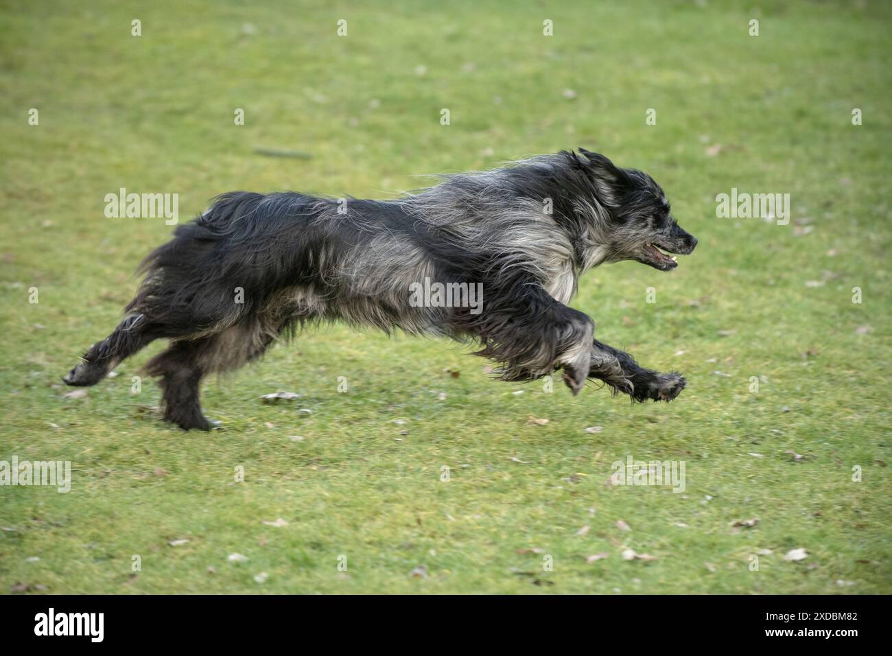 CANE. Cane da pastore dei Pirenei, che corre Foto Stock