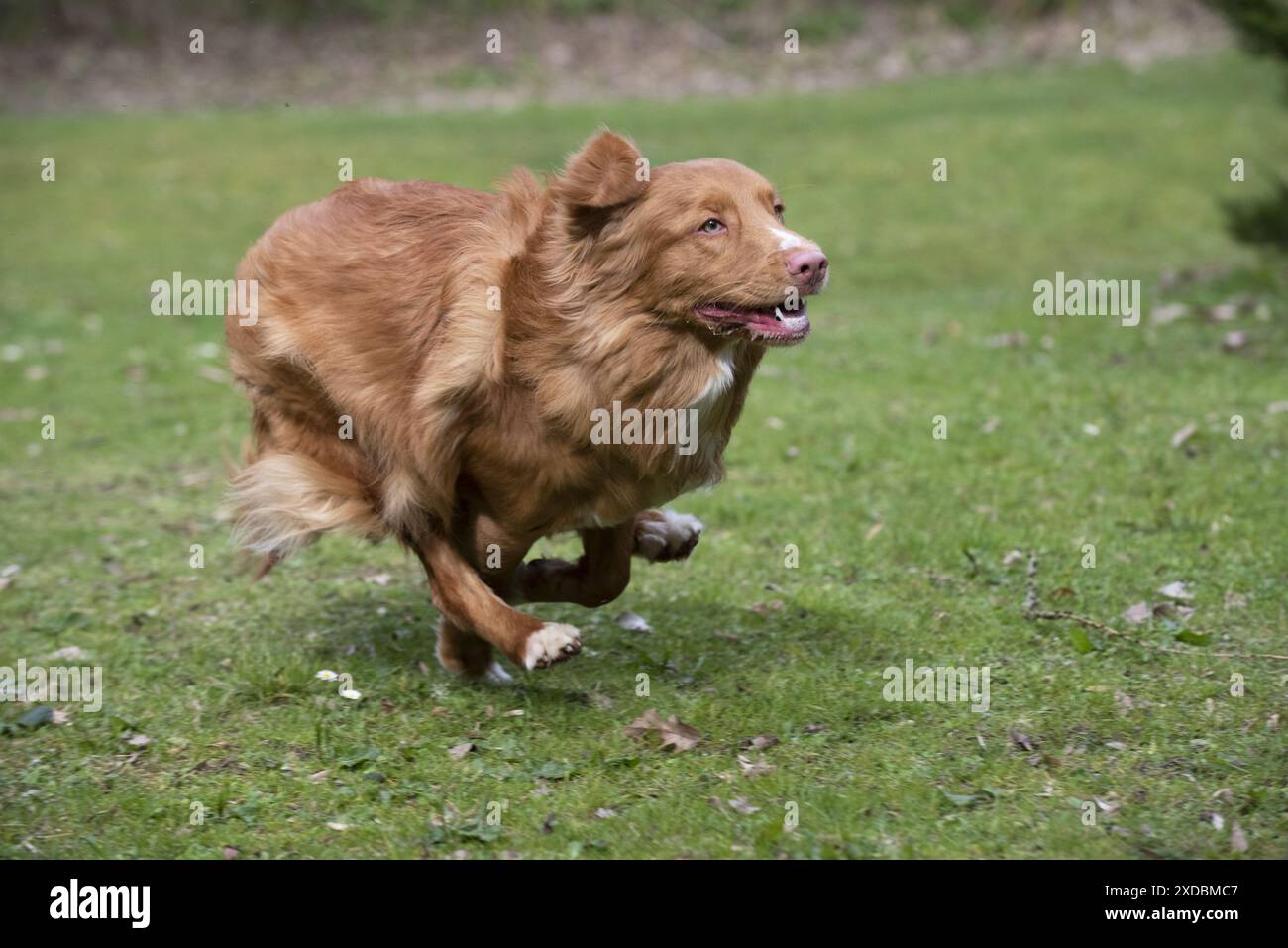 CANE. Nova Scotia Duck Tolling Retriever Running Foto Stock