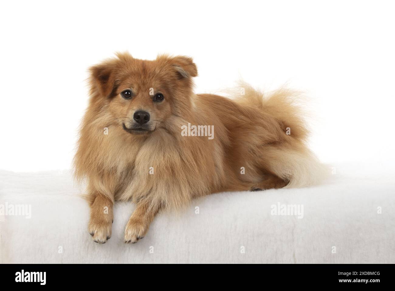 CANE. Pomerania, creazione di studi Foto Stock