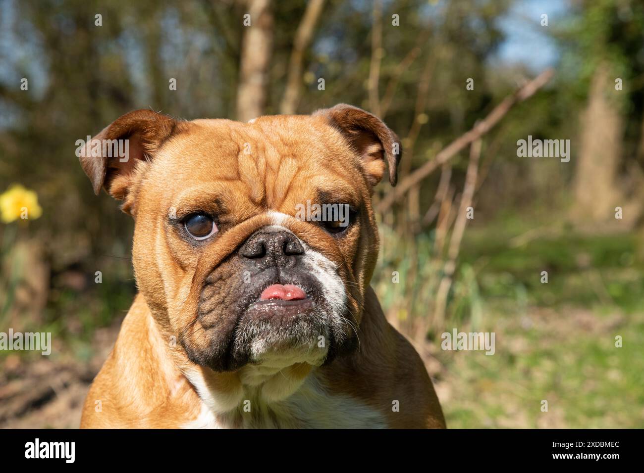 CANE. Bulldog, seduto guardando la telecamera, senza aria Foto Stock