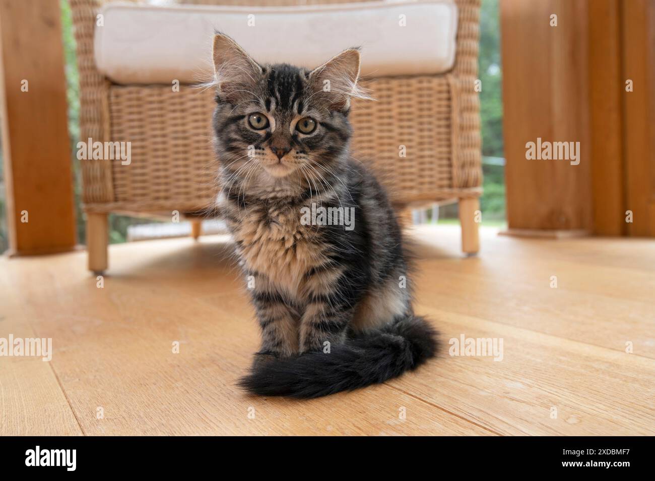 CAT. Gattino marrone tabby (12 settimane) seduto Foto Stock