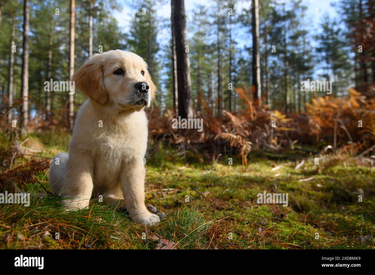 CANE. Cucciolo Golden Retriever (12 settimane) seduto Foto Stock