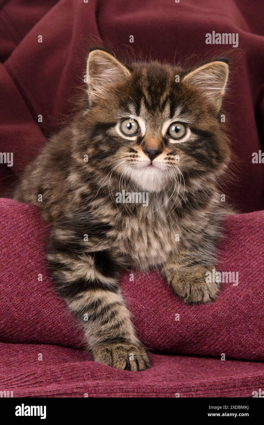 CAT. gattino tabby di 7 settimane, in tessuto, studio, Foto Stock