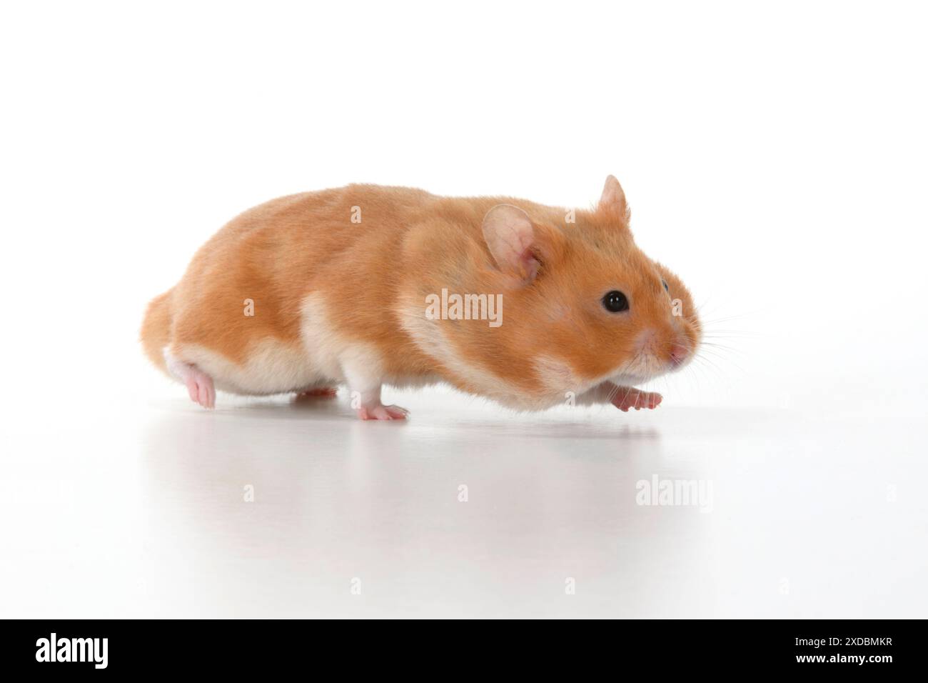 MAMMIFERO. Criceto, correndo con guance piene Foto Stock