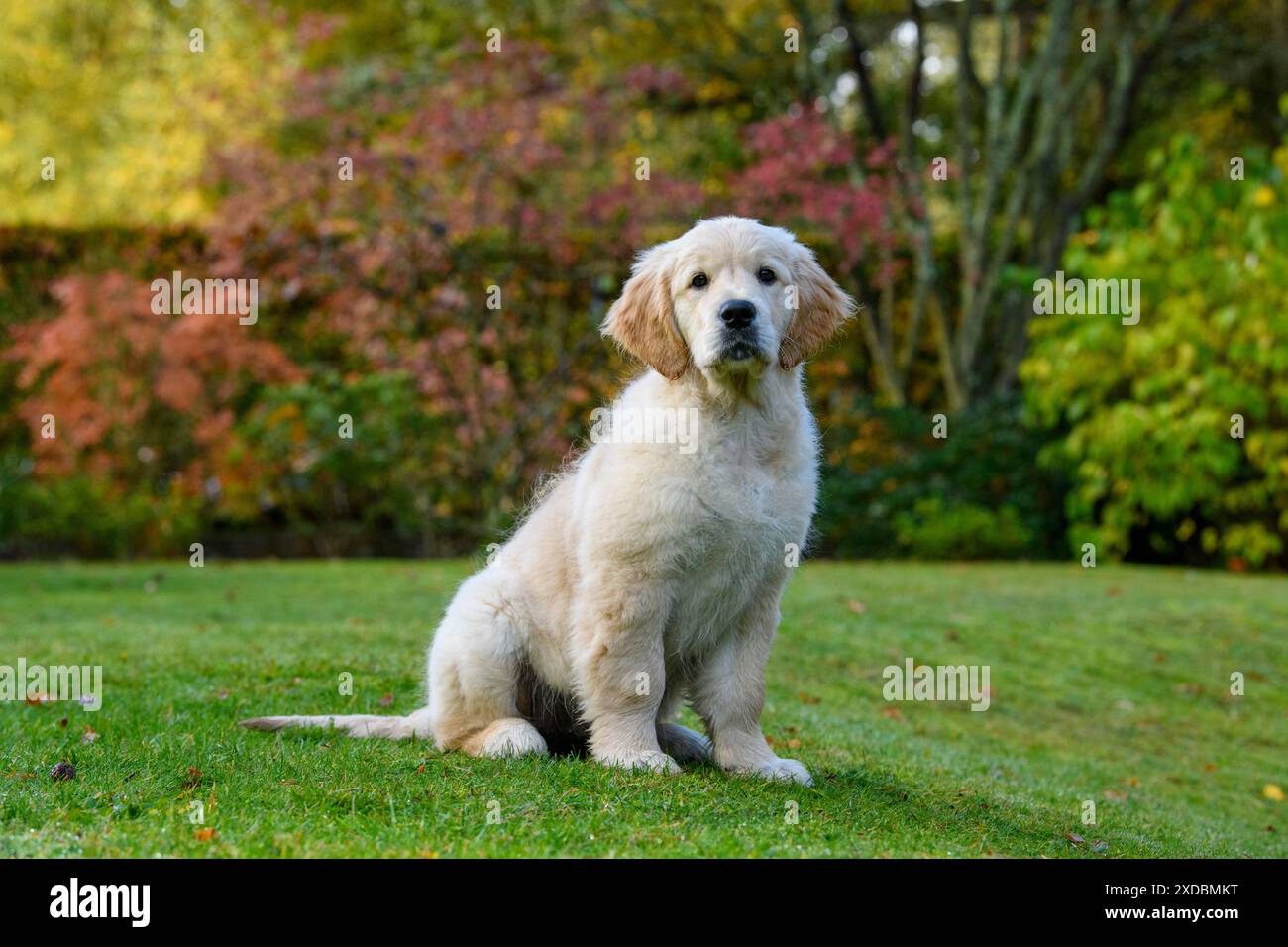 CANE. Cucciolo Golden Retriever (12 settimane) seduto Foto Stock