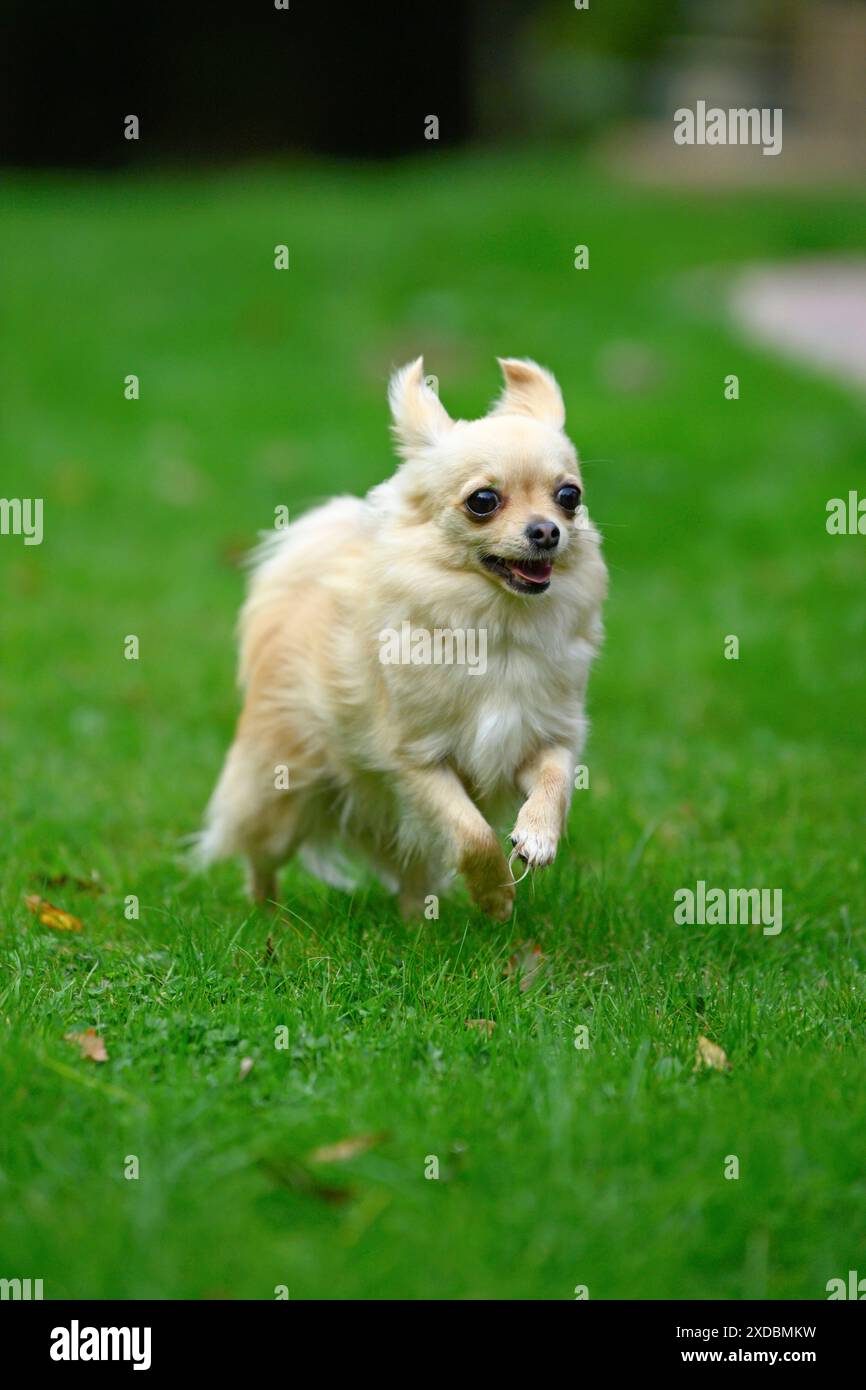 CANE, Chihuahua, che corre in un giardino Foto Stock