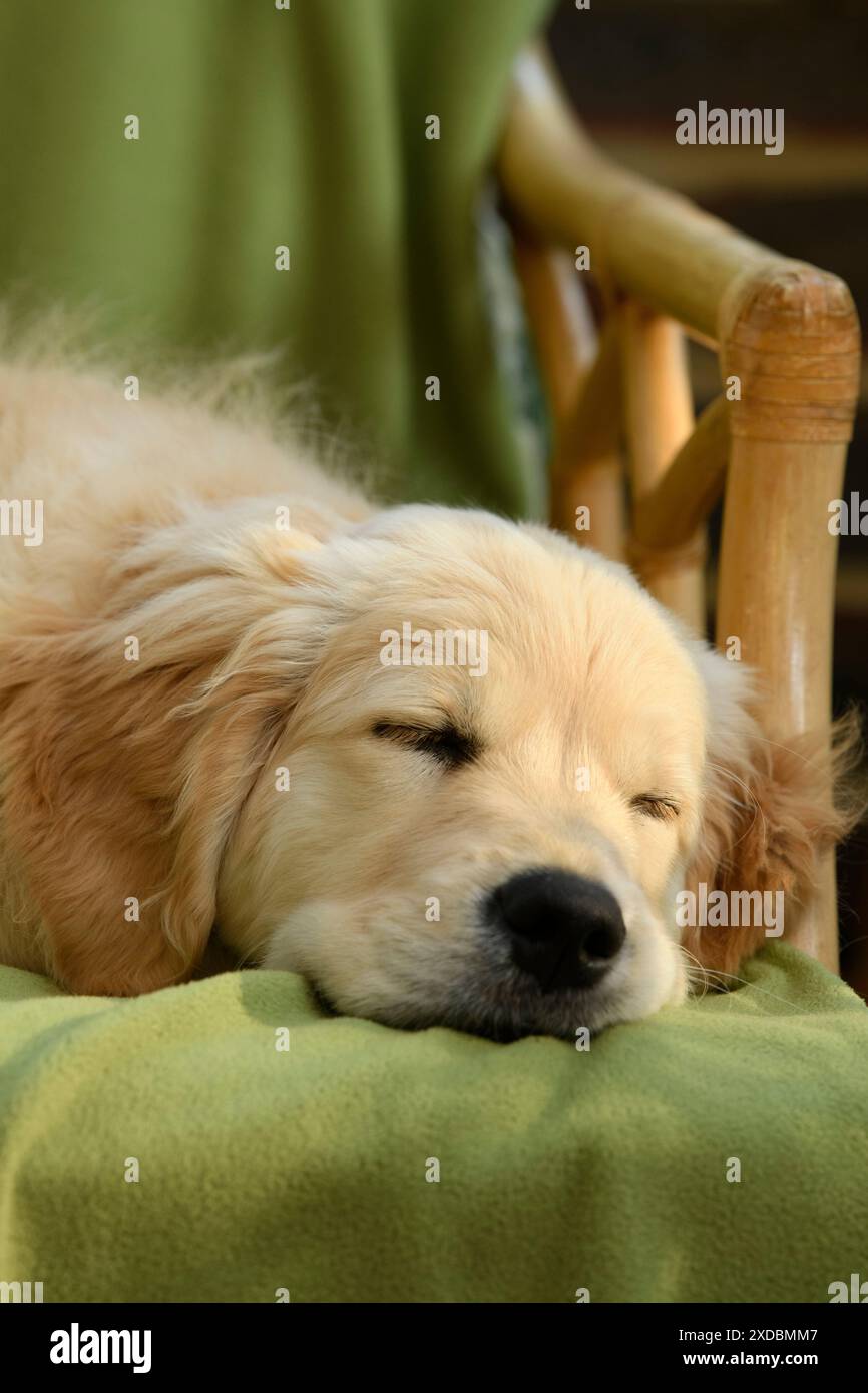 CANE. Cucciolo Golden Retriever (12 settimane) sonnolento Foto Stock