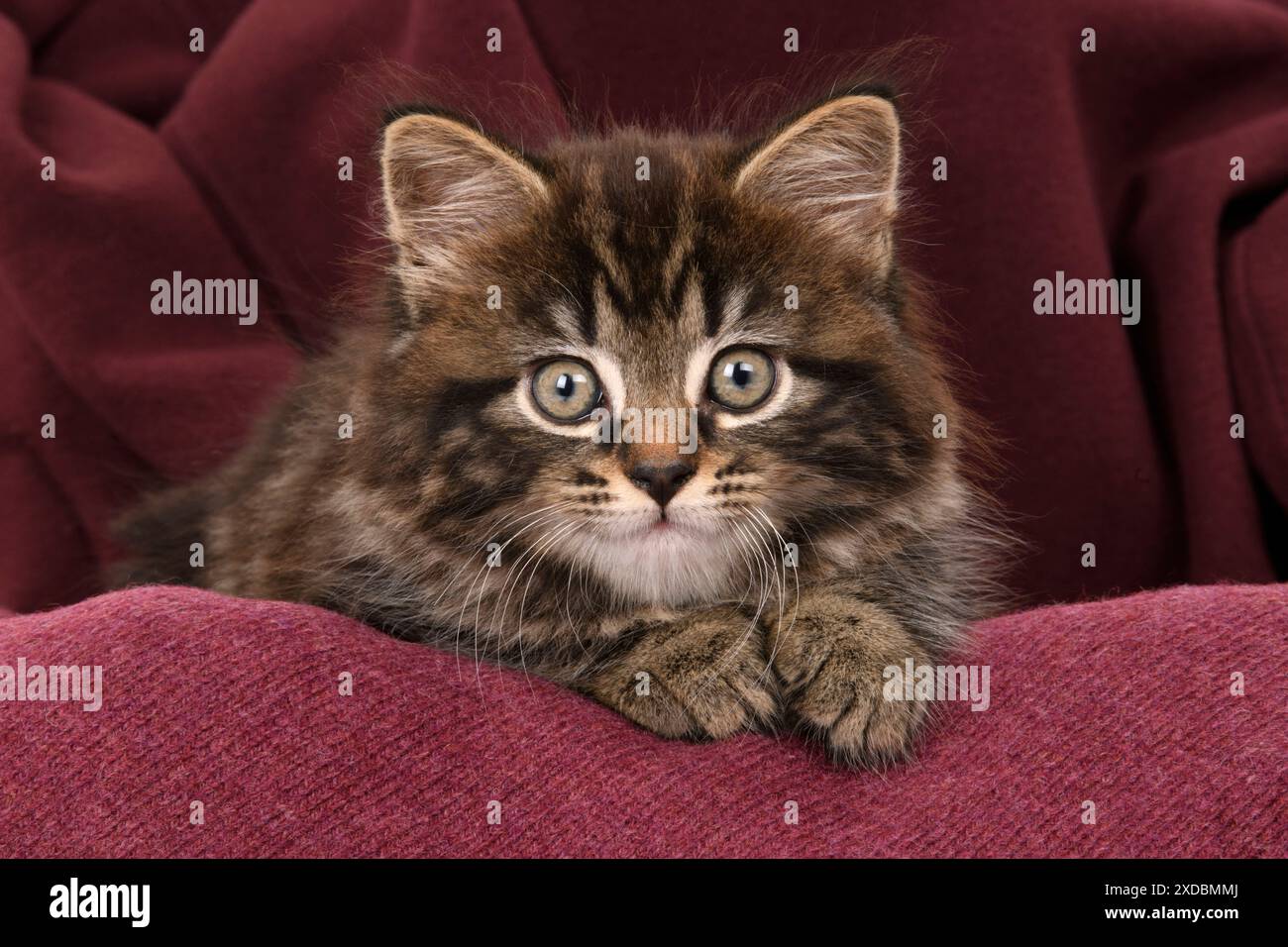 CAT. gattino tabby di 7 settimane, in tessuto, studio, Foto Stock