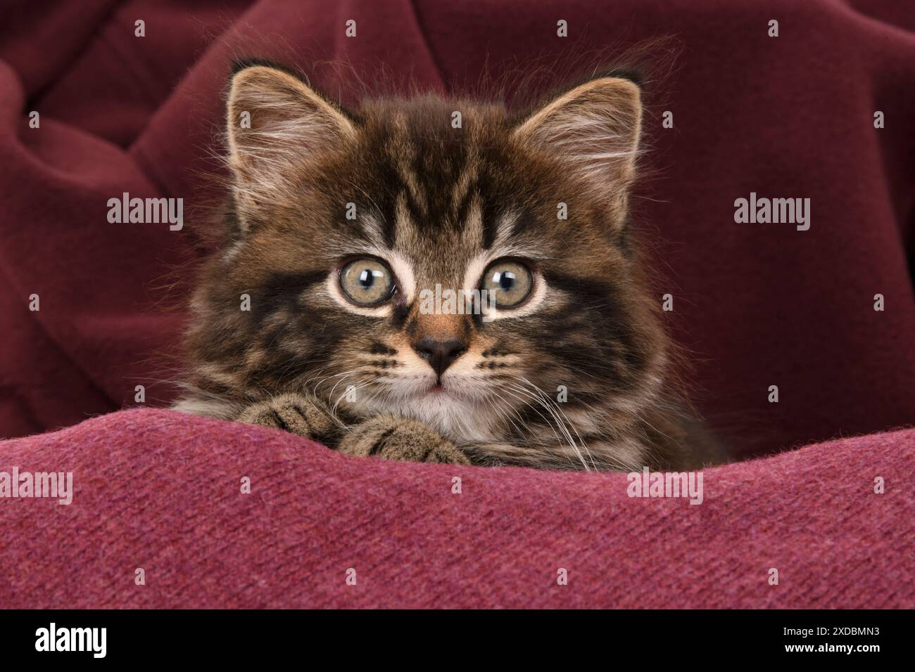 CAT. gattino tabby di 7 settimane, in tessuto, studio, Foto Stock