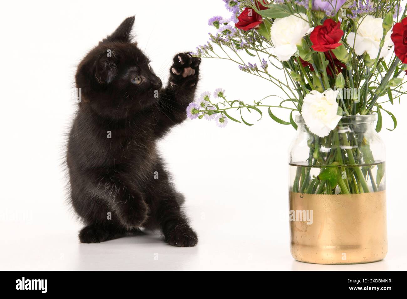 CAT. gattino nero di 7 settimane, con fiori, studio, bianco Foto Stock