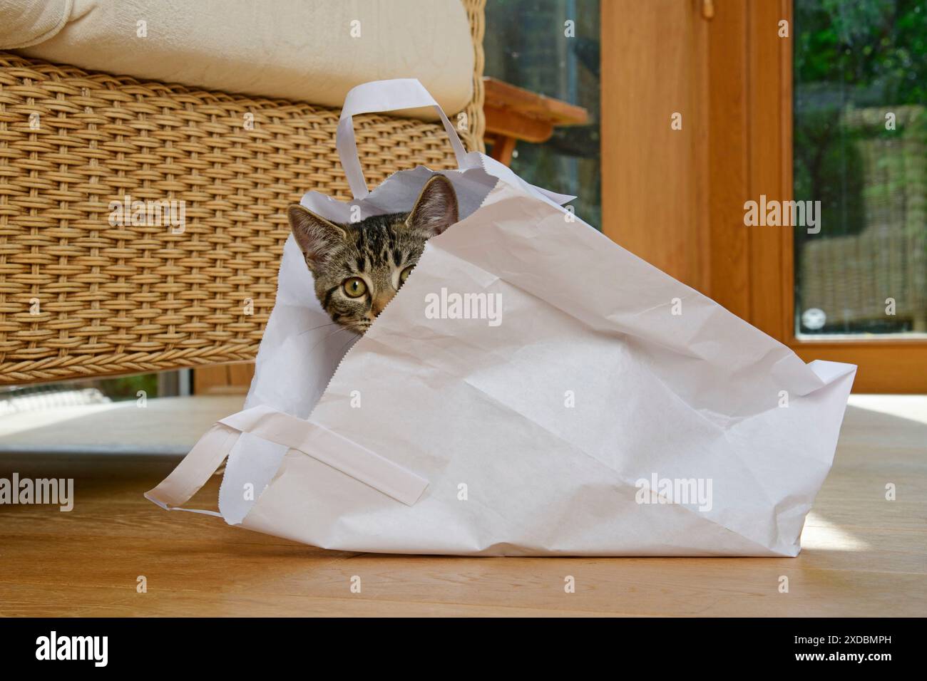 CAT. Il gattino Tabby ha 17 settimane, giacendo su un portapacchi di carta Foto Stock