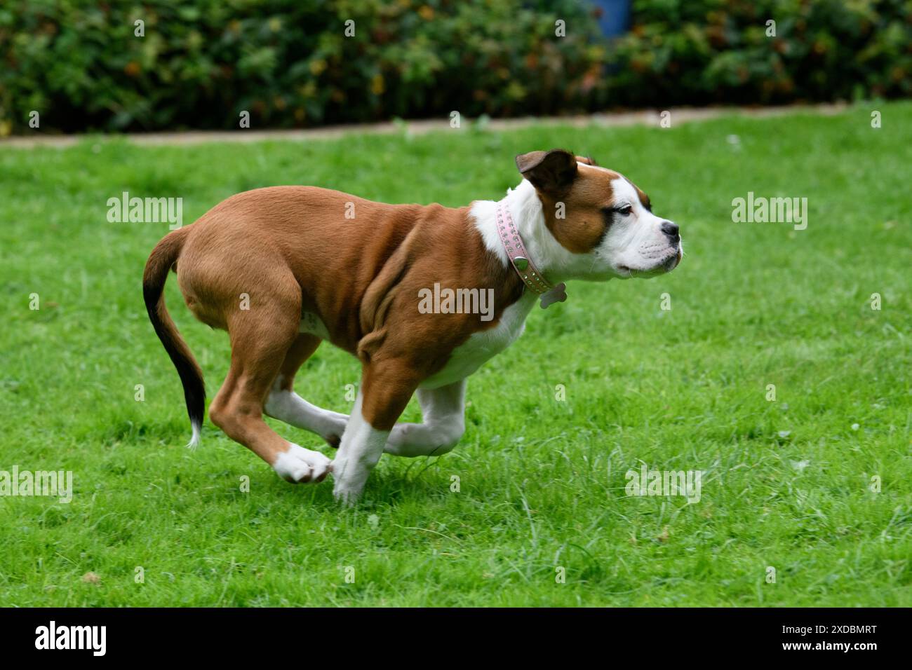 CANE. Razza Bulldog X, cucciolo di 16 settimane che corre all'avanguardia Foto Stock