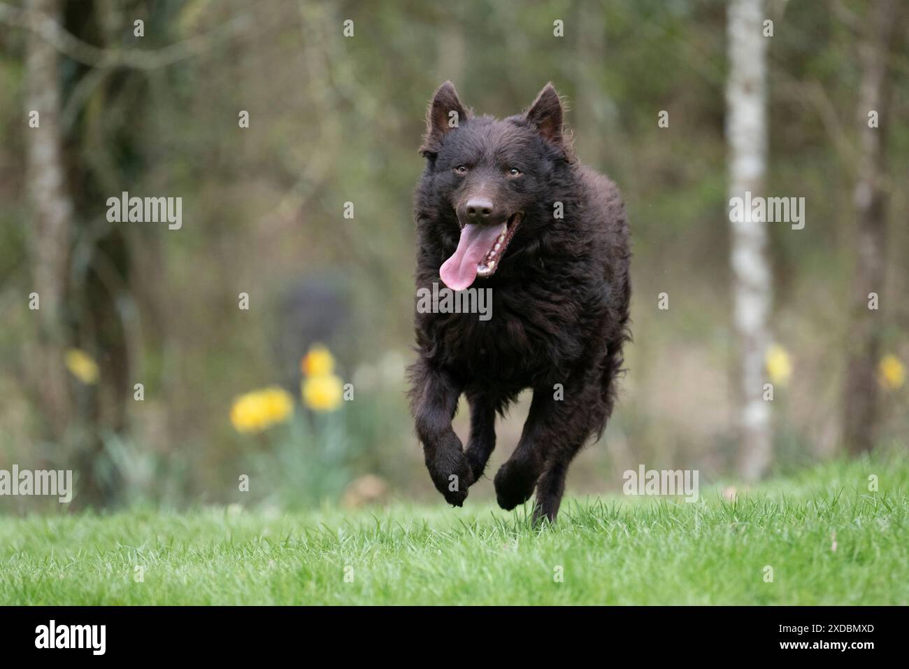 CANE. Mudi, correndo in un giardino Foto Stock