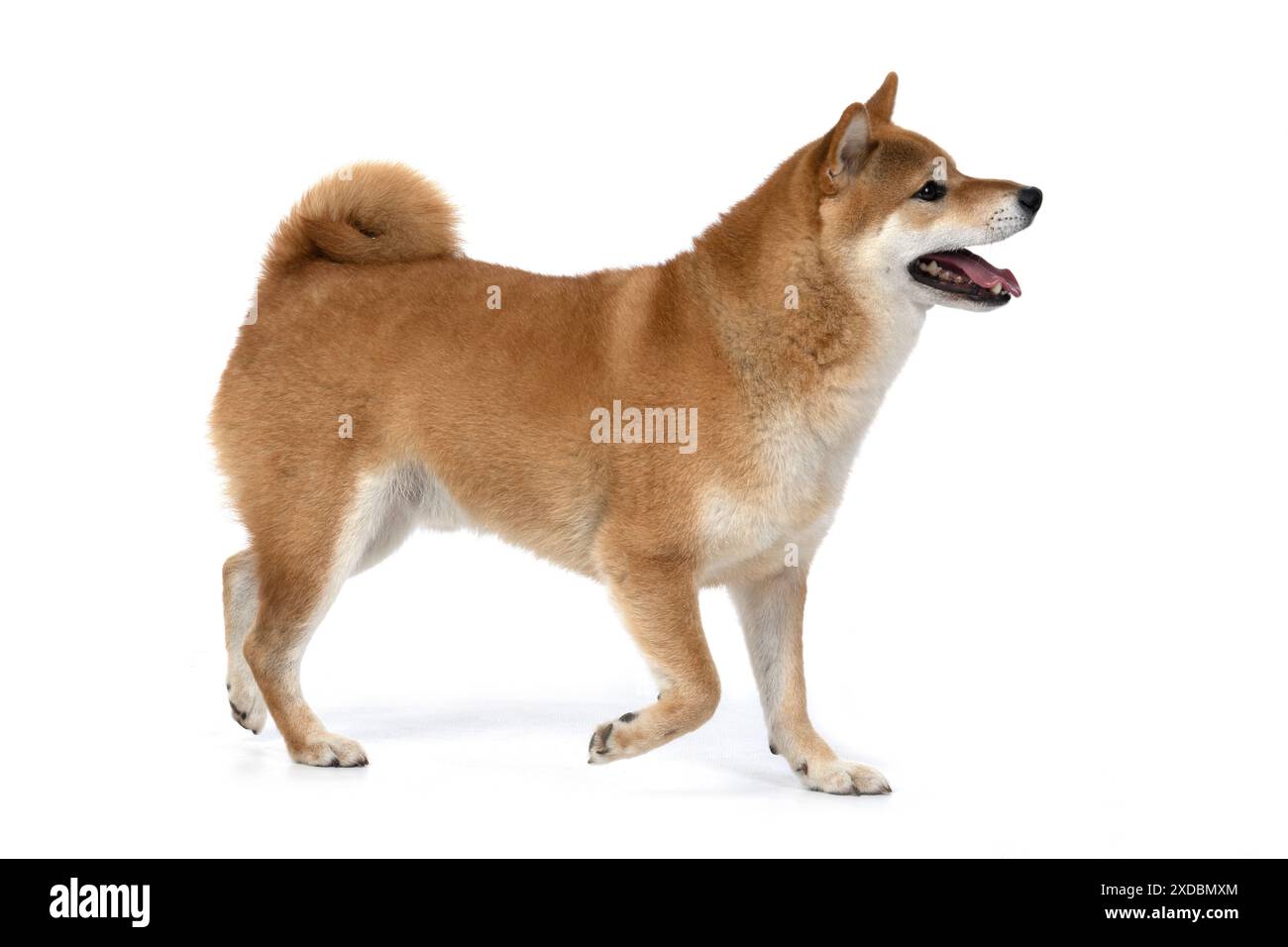 CANE. Shiba Inu, adulti, camminata, studio Foto Stock
