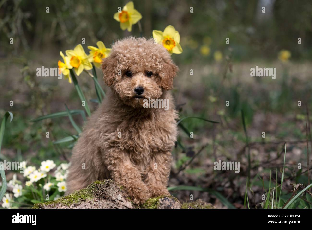 CANE, CAVAPOO, CUCCIOLO, 14 SETTIMANE, CARINO, IN UN GIARDINO,. Foto Stock