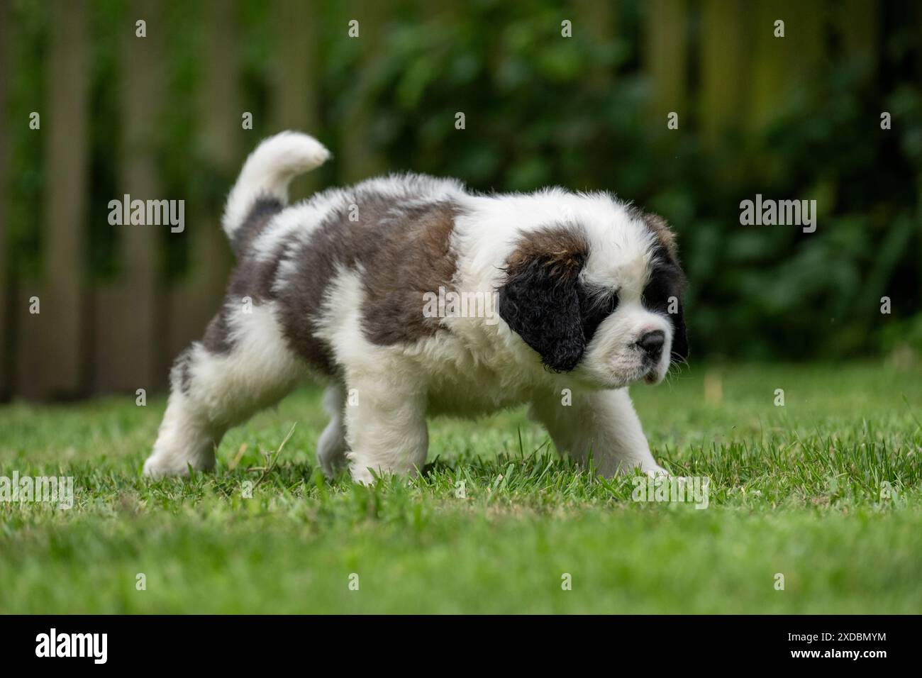 CANE. San Bernardo, cucciolo di 10 settimane che cammina su un prato, Foto Stock