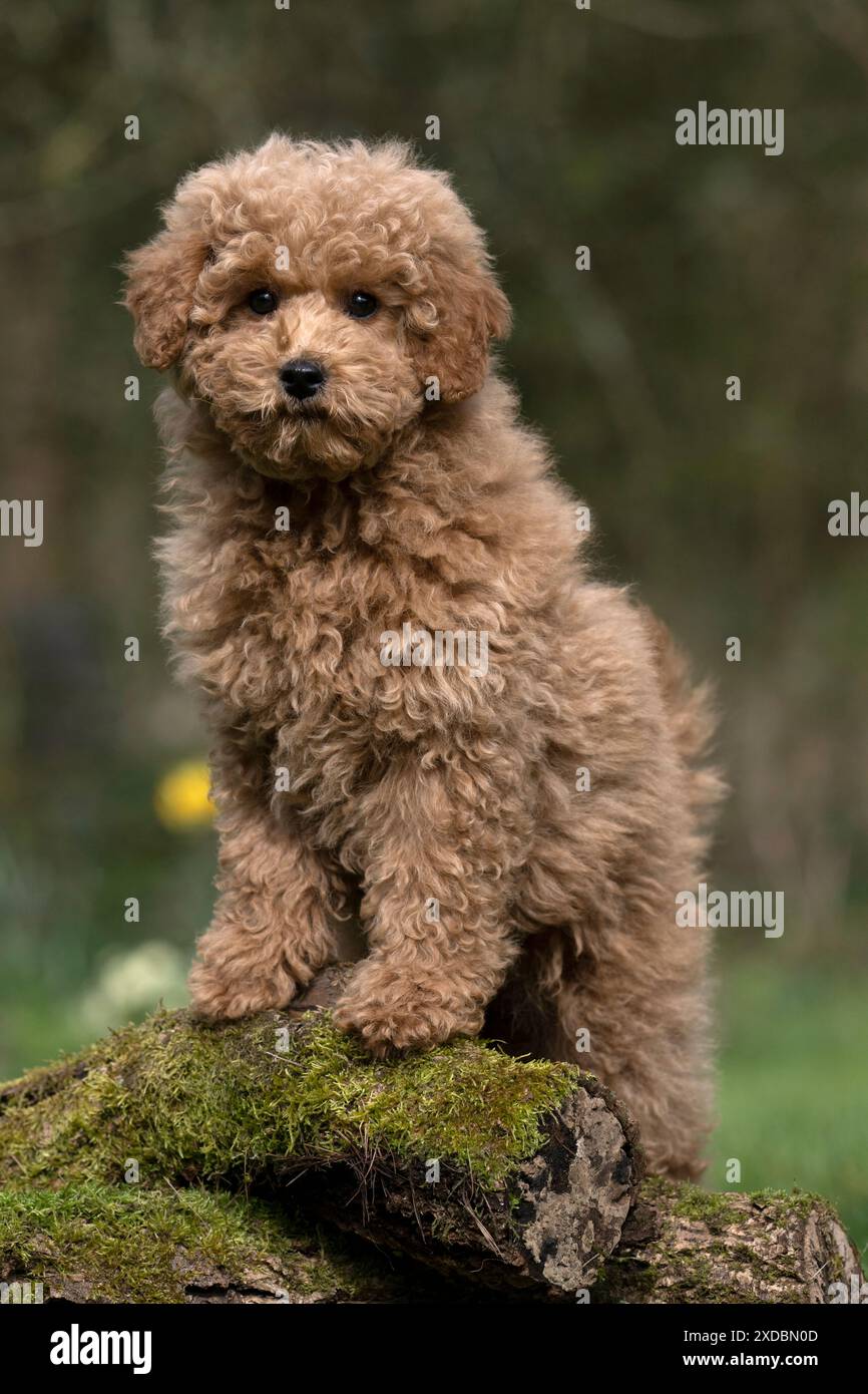 CANE, CUCCIOLO, CAVAPOO, 14 SETTIMANE, CARINO, IN PIEDI SU,. Foto Stock