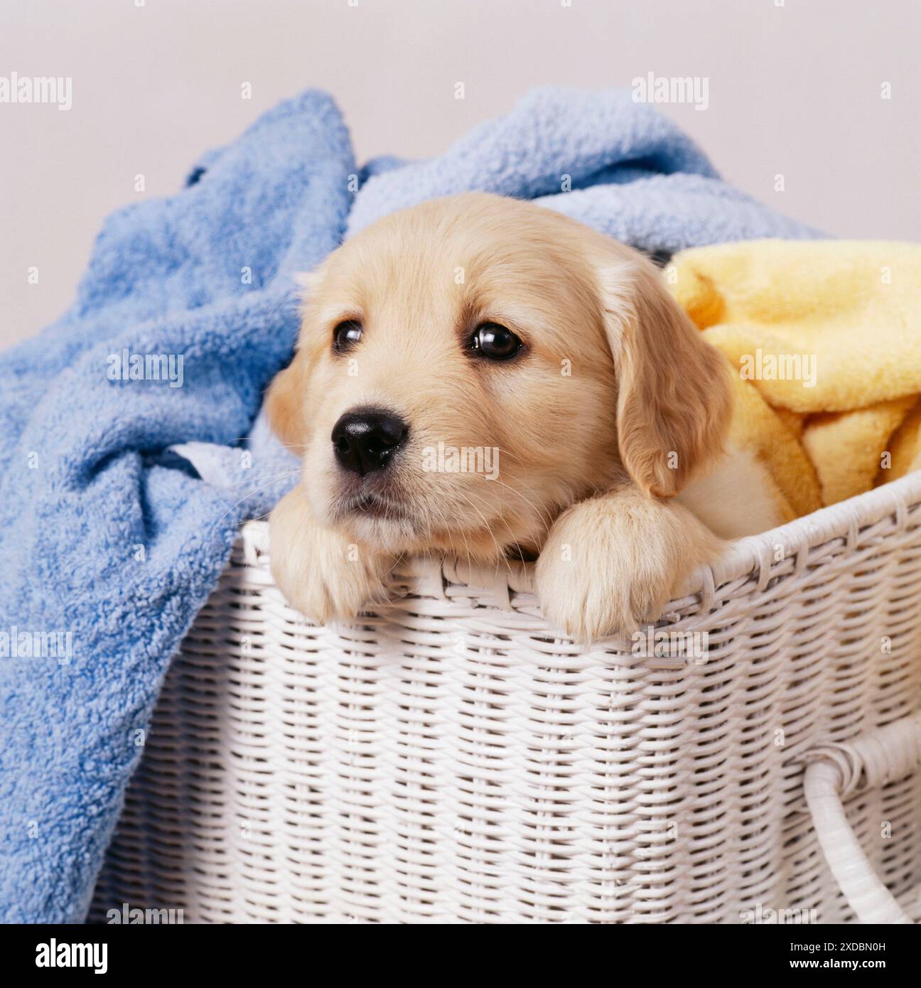 Il Golden Retriever cane Foto Stock