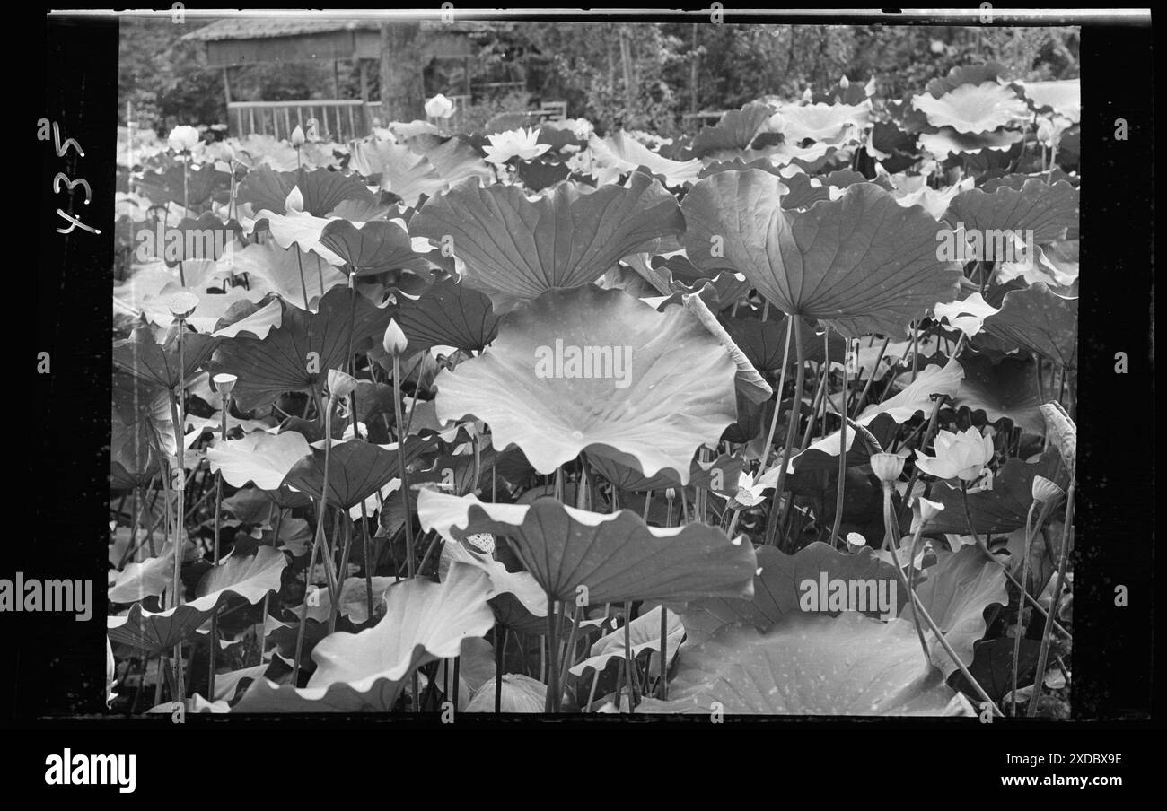 Vedute di viaggio del Giappone e della Corea. Collezione fotografica Genthe. Foto Stock