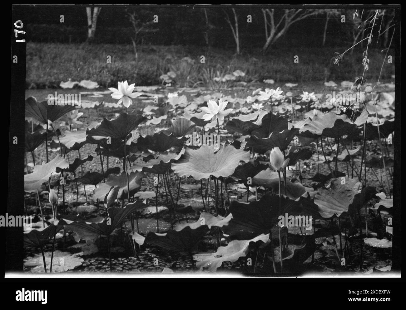 Vedute di viaggio del Giappone e della Corea. Collezione fotografica Genthe. Foto Stock
