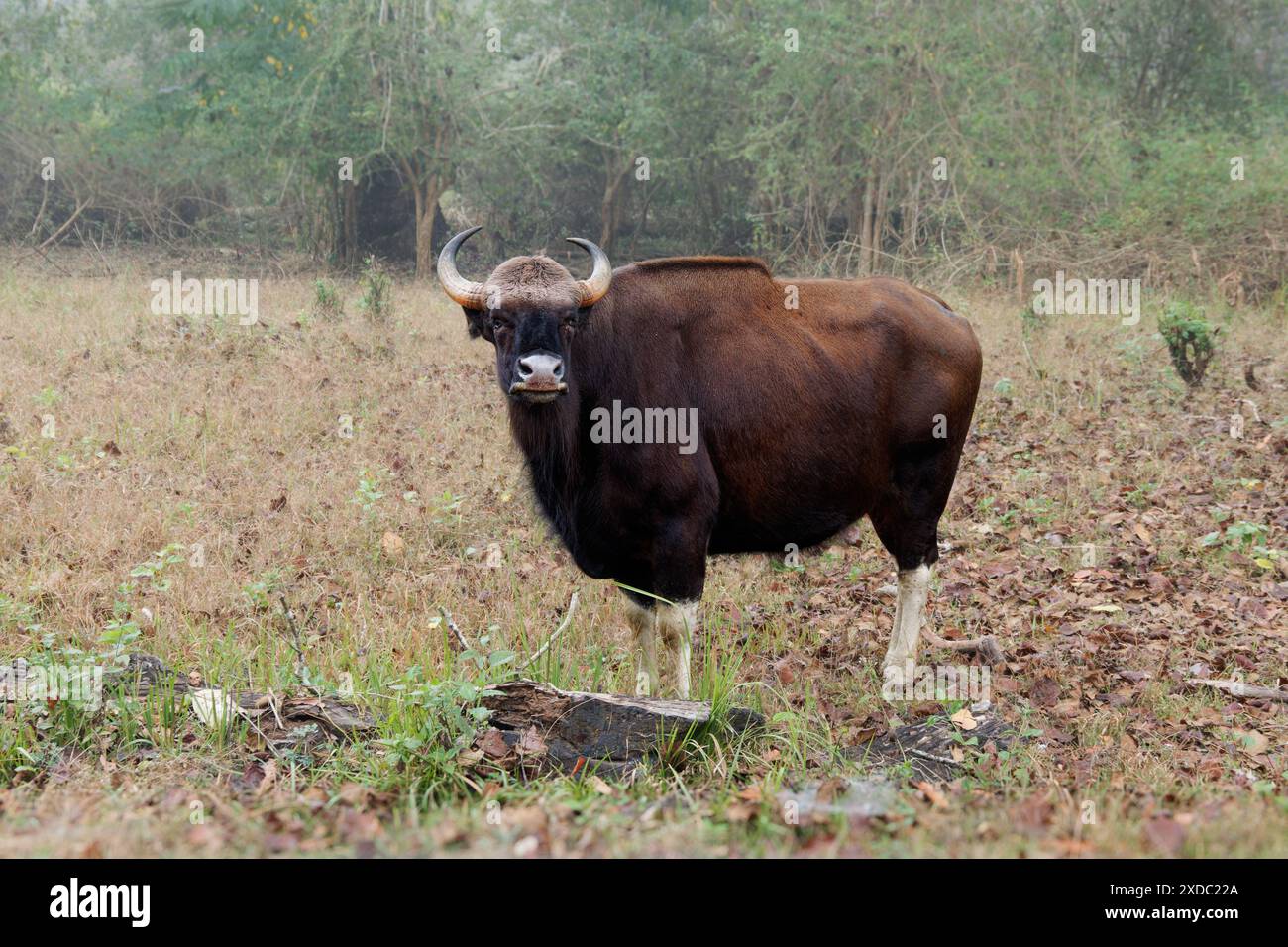 Il gaur - Bos gaurus, anche bisonte indiano, ritratto su sfondo verde, il più grande bovino esistente originario dell'Asia meridionale e del sud-est asiatico, in India. Foto Stock