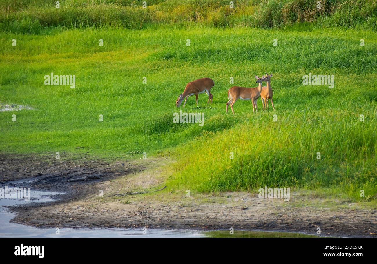 Three Deer inb Myakka River State Park a Sarasota, sulla costa sud-occidentale del Golfo della Florida, USA Foto Stock