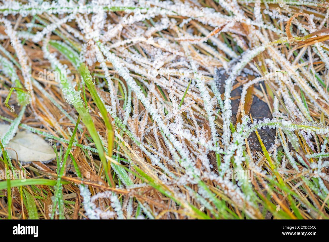 Hoar Frost Crystals on Prairie Grass nell'area naturale di volo Bog, illinois Foto Stock