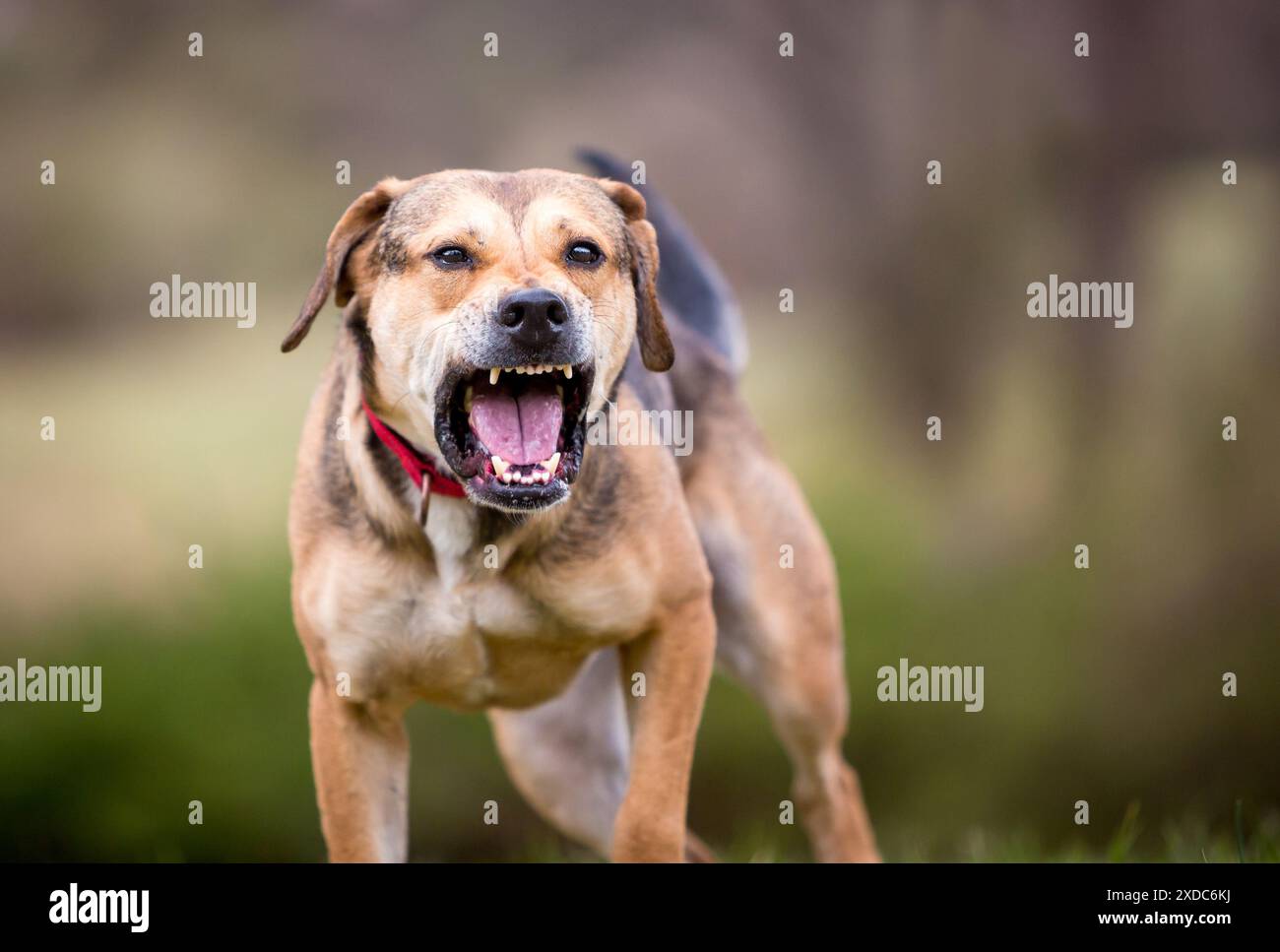 Un cane reattivo di razza mista che abbaiava e abbaiava i denti Foto Stock