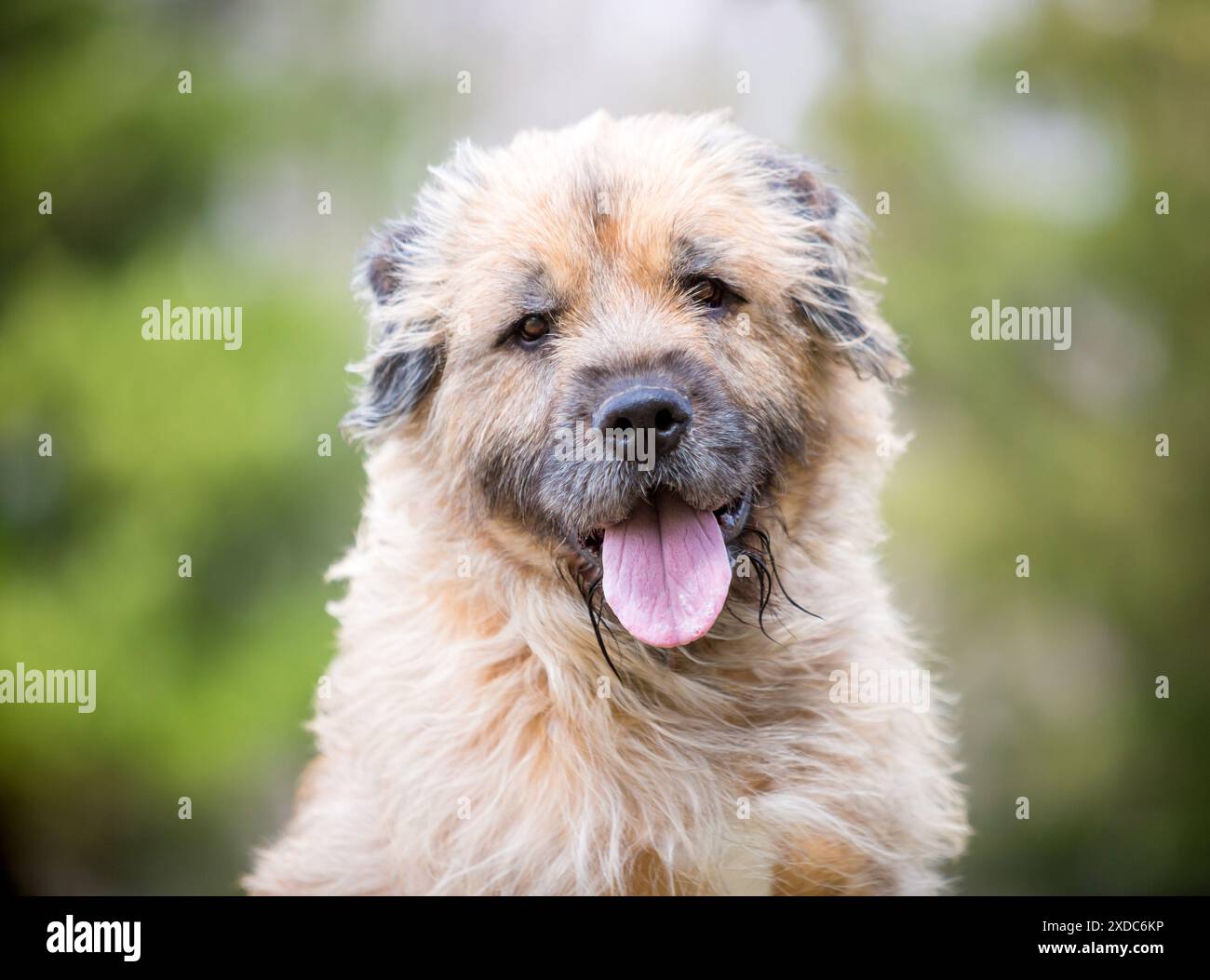 Un cane di razza mista Otterhound con un'espressione felice e rilassata Foto Stock