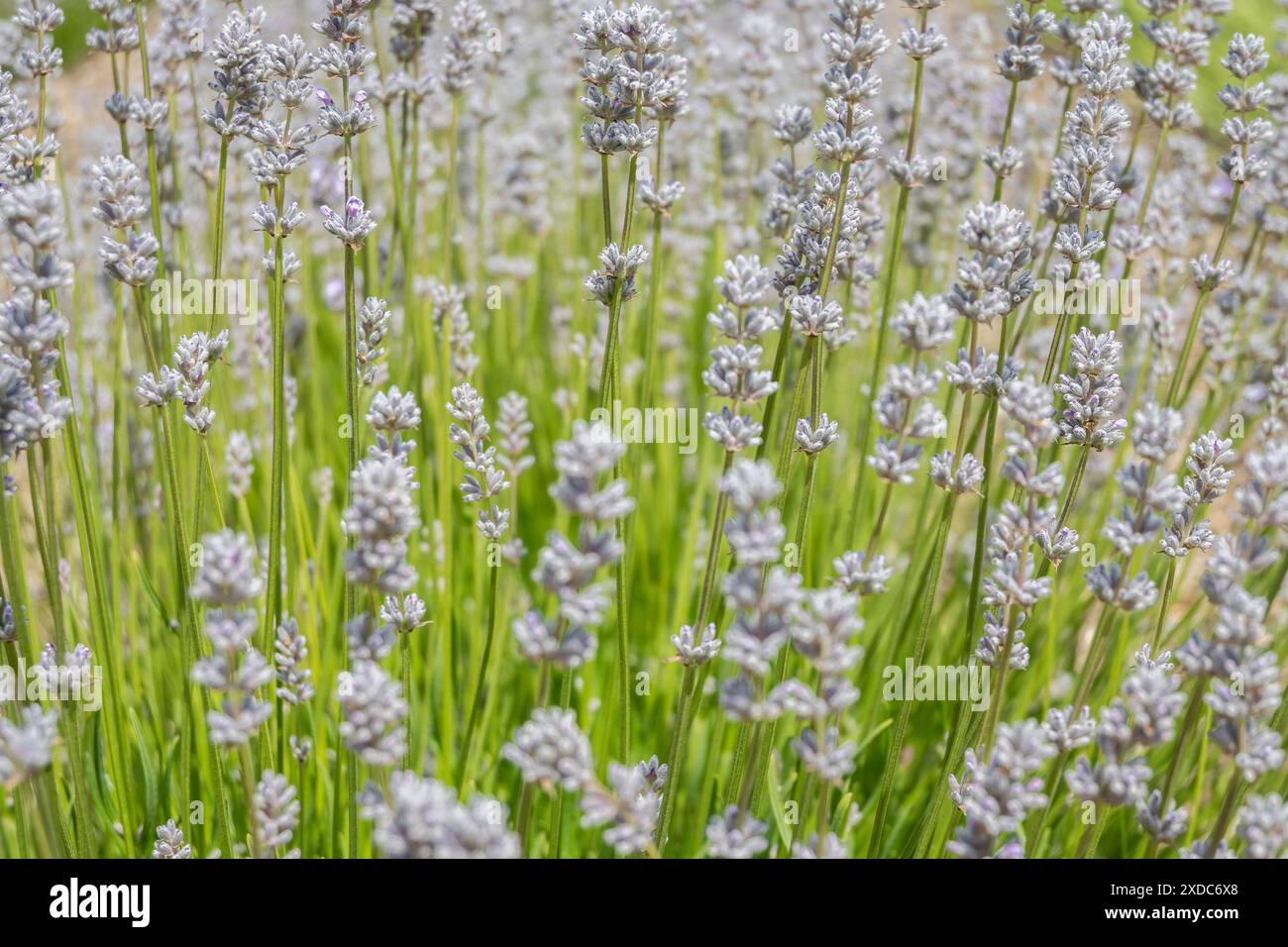 Fotografia di un campo di Lavandula angustifolia, alias Miss Katherine Lavender Foto Stock