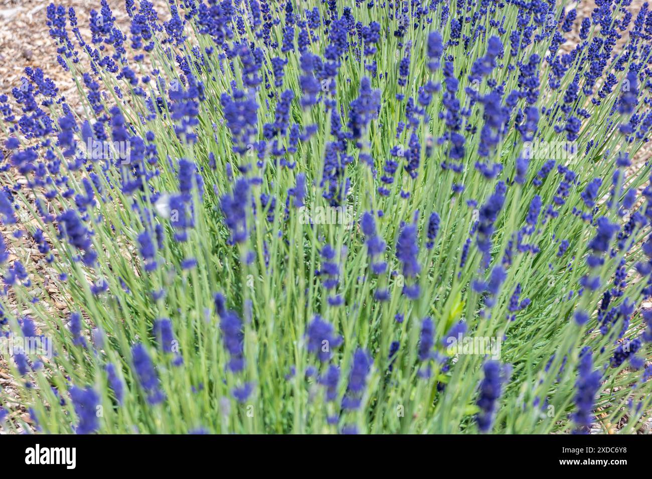 Lavandula angustifolia, alias Imperial Gem Lavender, che cresce in un campo Foto Stock