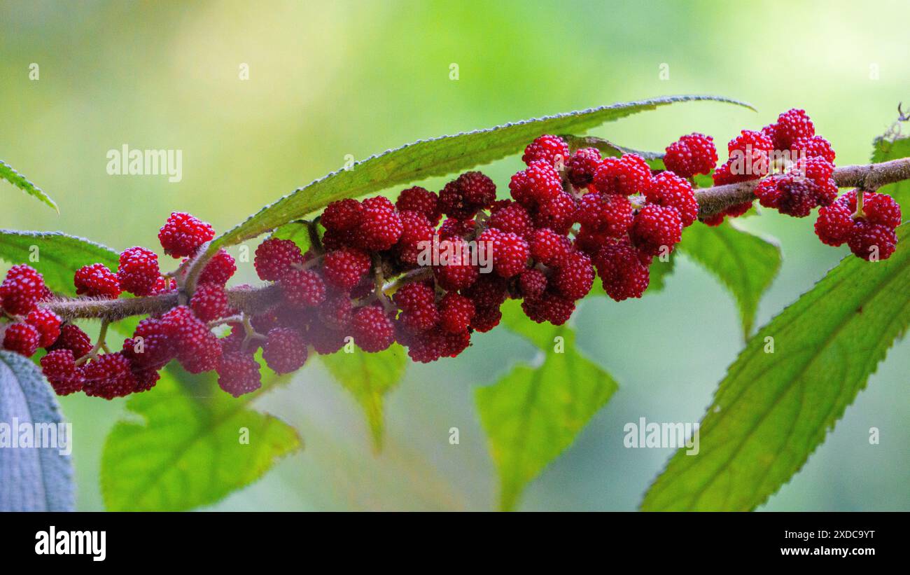 Debregeasia longifolia, Orange Wild Rhea, Haikaeng Thing, Totongoan. Possiamo usarla come pianta di sopravvivenza Foto Stock