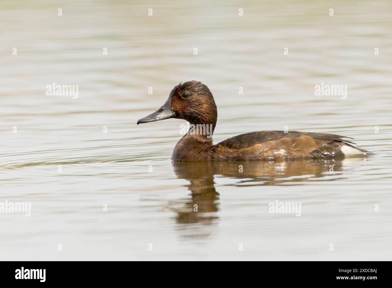 Anatra ferruginosa, Aythya nyroca, drake adulto singolo, maschio, nuoto sul lago, Hortobagy, Ungheria, 2 maggio 2024 Foto Stock