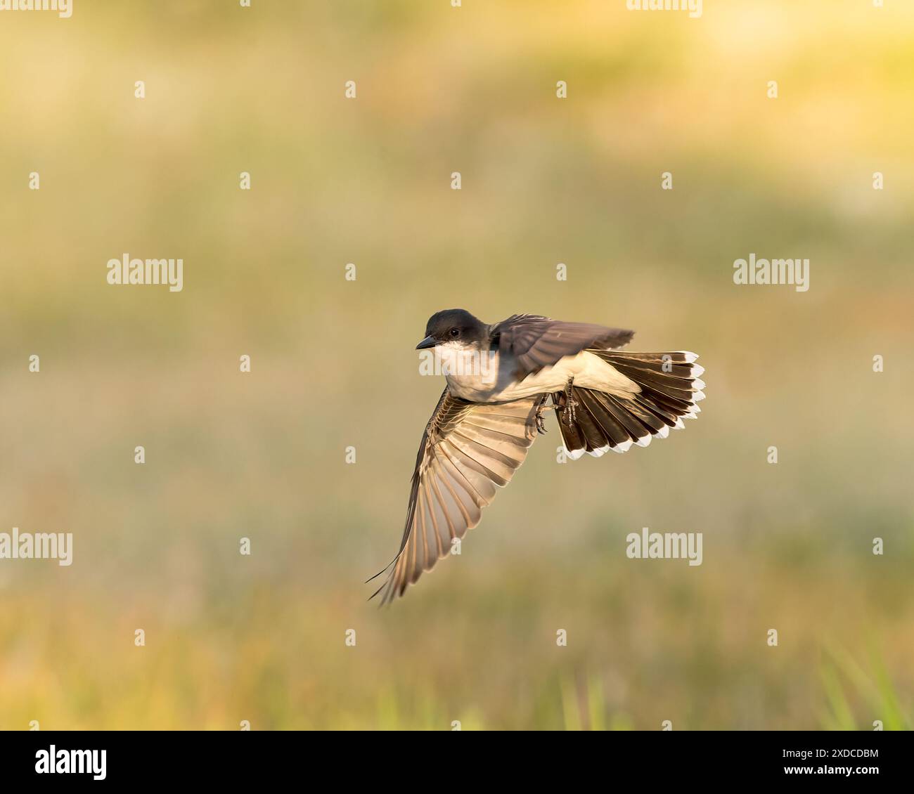 Un Kingbird orientale in una mostra aerea. Foto Stock
