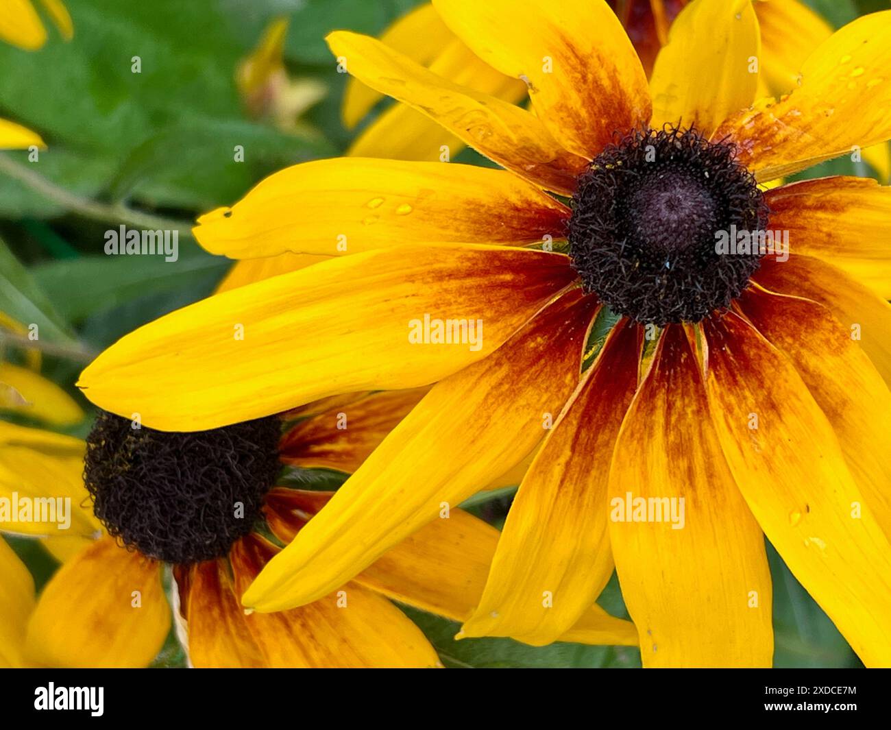 I Susans dagli occhi neri fioriscono all'inizio dell'estate. Foto Stock