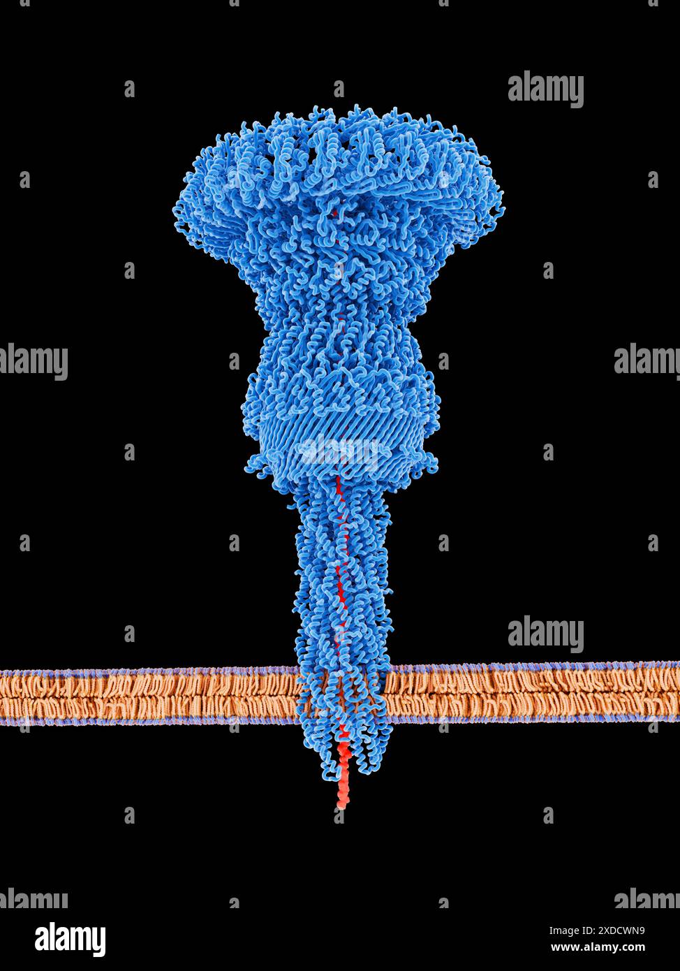 Illustrazione dell'iniettabile (blu) di una Salmonella sp. batterio iniettando proteine effettrici (rosse) in una cellula ospite. Gli iniettisomi fanno parte del sistema di secrezione di tipo tre (T3SS) utilizzato da diversi batteri gram-negativi. Il T3SS è una struttura molecolare in grado di fornire proteine in potenziali cellule ospiti che contribuiscono a rendere la cellula suscettibile all'infezione. Foto Stock