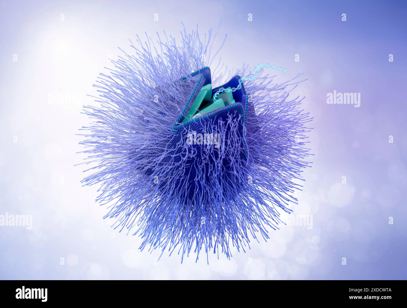 Illustrazione di un virus gigante (phylum Nucleocytoviricota) particelle che rilasciano DNA. In Nucleocytoviricota, il DNA virale viene rilasciato attraverso una struttura molecolare chiamata stargate. Le condizioni relativamente saline e acide all'interno di una cellula ospite attivano l'apertura dello stargate. I virus giganti contengono DNA a doppio filamento e possono essere più grandi dei batteri tipici. Foto Stock