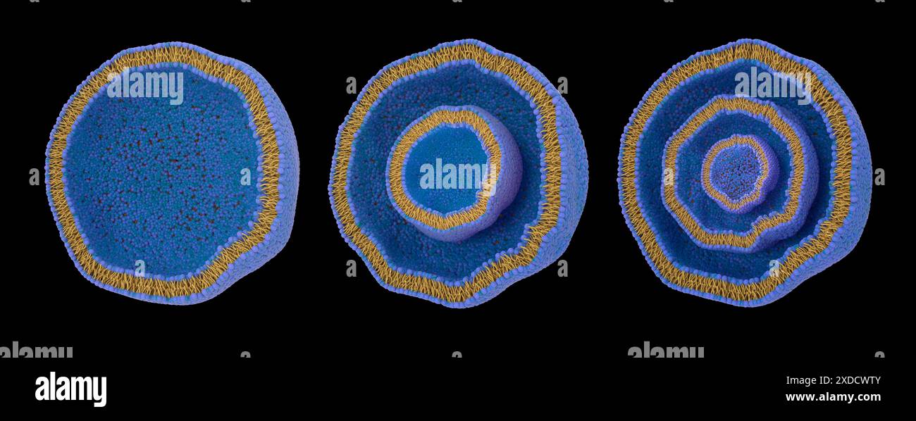 Illustrazione di sezioni trasversali di diversi tipi di liposomi, classificate in base alla dimensione e al numero di fosfolipidi. Da sinistra a destra: Unilamellare (LUV), oligolamellare (OLV), multilamellare (MLV). I liposomi sono vescicole artificiali racchiuse da un bilayer lipidico. I bilayeri lipidici liposomi sono più comunemente formati da fosfolipidi, che hanno una testa idrofila (blu) e code idrofobiche (giallo). I liposomi possono essere utilizzati per somministrare farmaci o nutrienti alle cellule bersaglio. Ciò è particolarmente utile quando si somministrano farmaci tossici per limitare gli effetti collaterali causati. Foto Stock