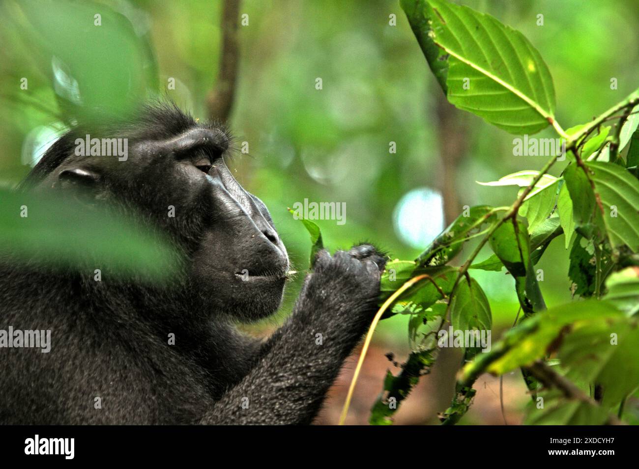 Un macaco crestato nero (Macaca nigra) mangia le foglie di una specie di albero non identificata nella foresta di Tangkoko, Sulawesi settentrionale, Indonesia. Foto Stock