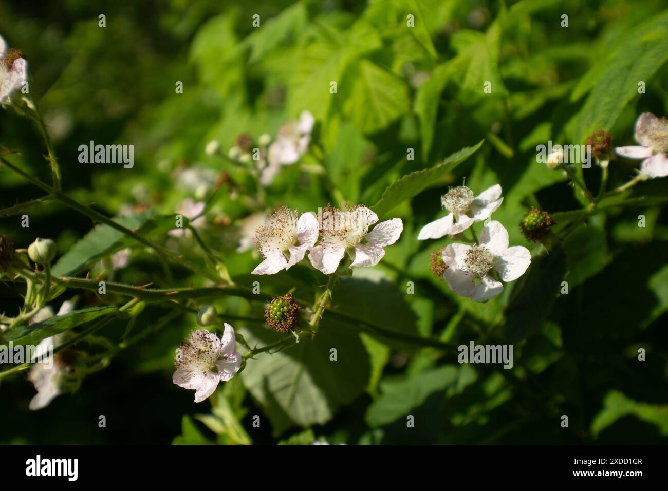 Lampone fiorito Foto Stock