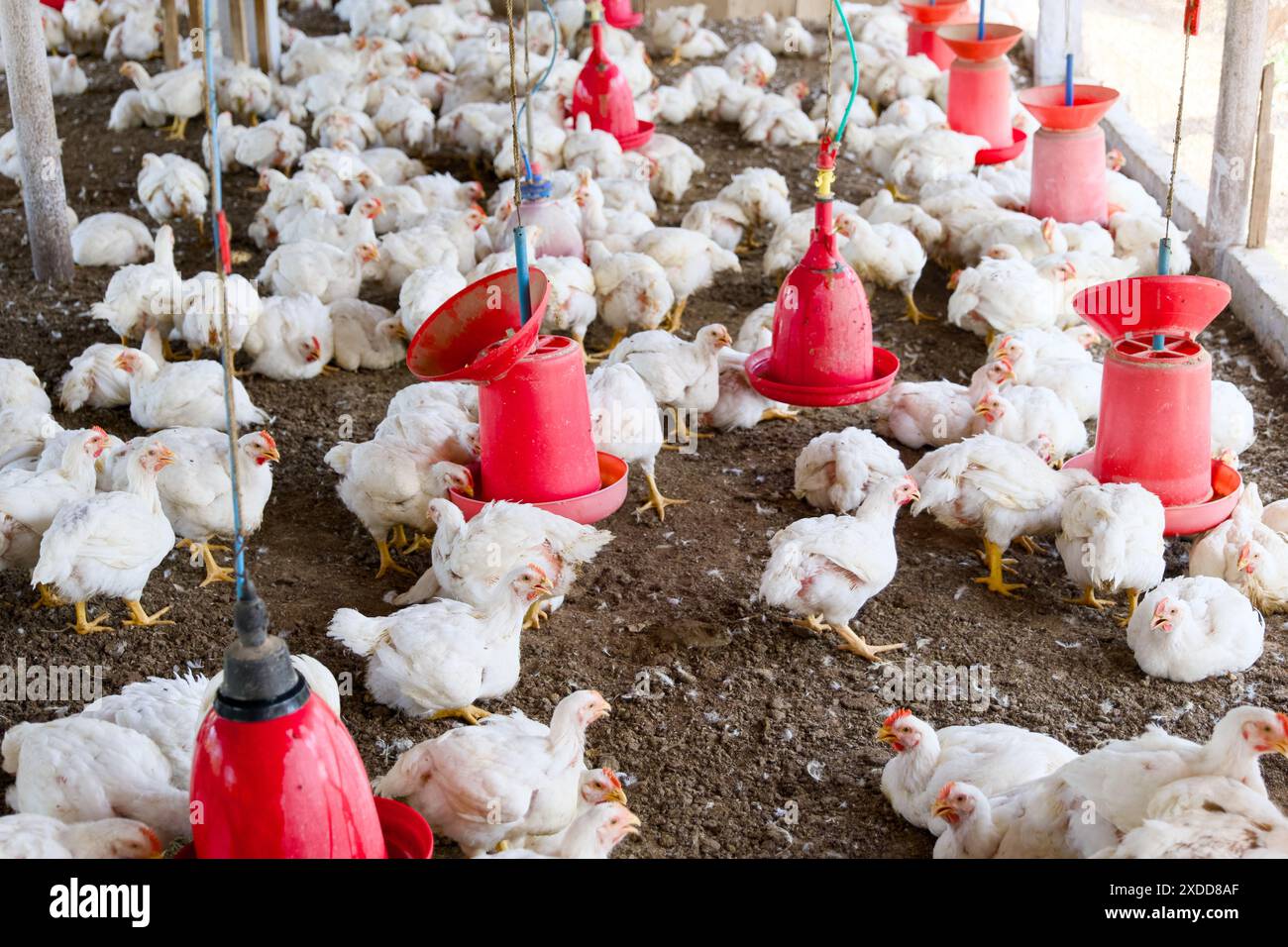 Al sorgere del sole, il cortile del pollo si anima con grappoli, bagni di polvere, Foto Stock