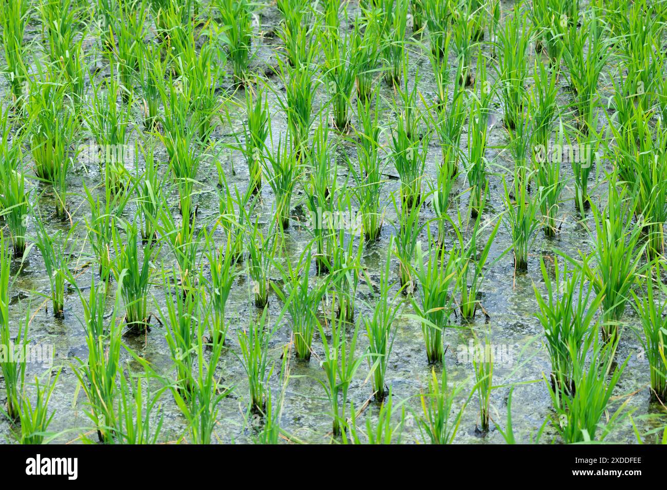 Lichene acquitrinato d'acqua nelle risaie. Terreno fertile e umido in Agricoltura, vista rurale. Foto Stock