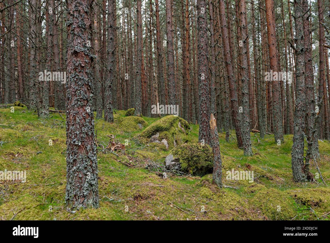 Il Conifer Woodland sulla collina Craig Lowrigan con muschio e massi di granito ricoperti di licheni tra gli alberi sulle pendici della collina. Foto Stock