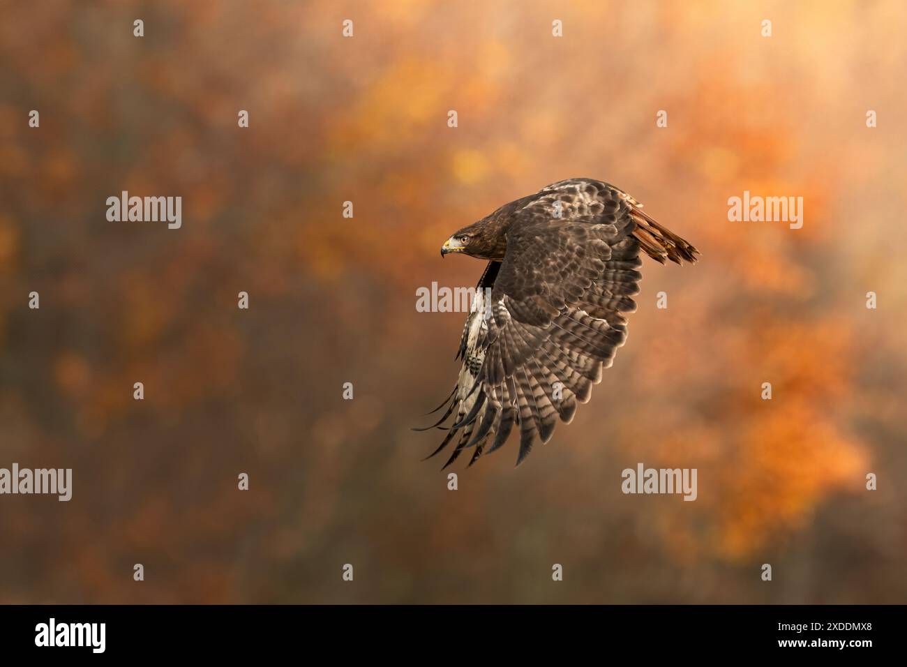 Bellissimo falco dalla coda rossa in mezzo alla natura Foto Stock