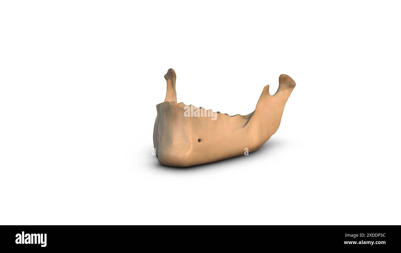 Osso della mandibola umana isolato su sfondo bianco Foto Stock