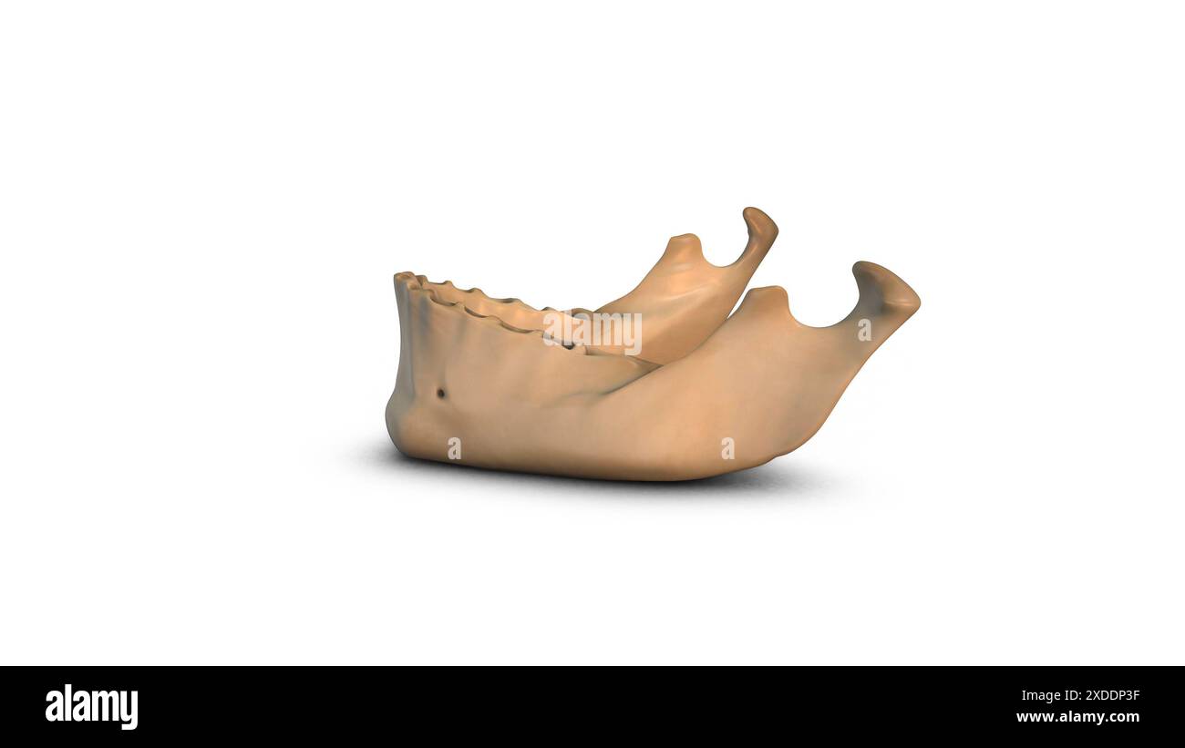 Osso della mandibola umana isolato su sfondo bianco Foto Stock