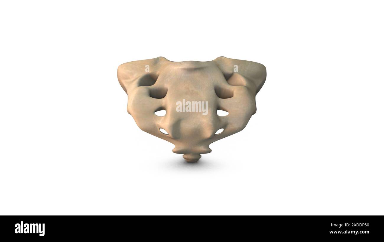 Vertebra sacrale umana isolata su sfondo bianco Foto Stock