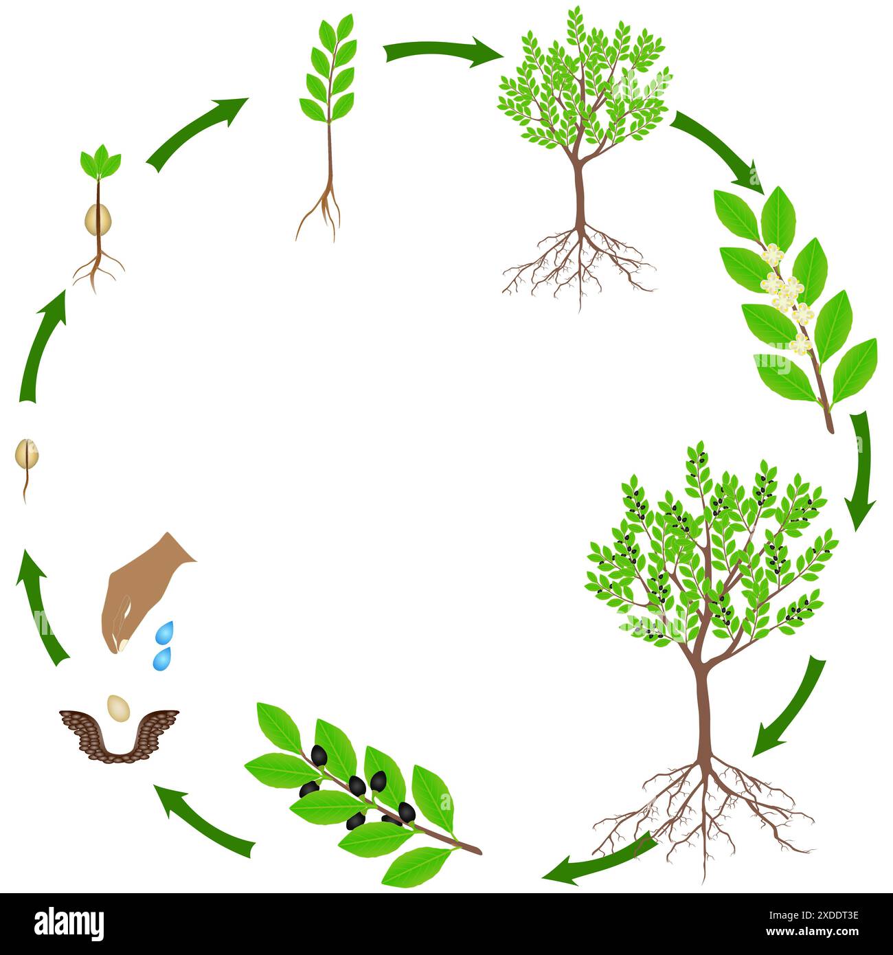 Ciclo di vita di una pianta di alloro su sfondo bianco. Illustrazione Vettoriale