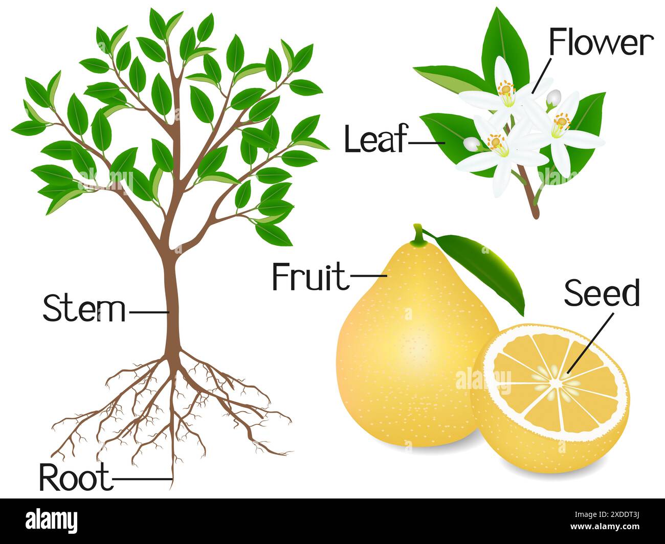 Parti di una pianta di pomelo su sfondo bianco. Illustrazione Vettoriale