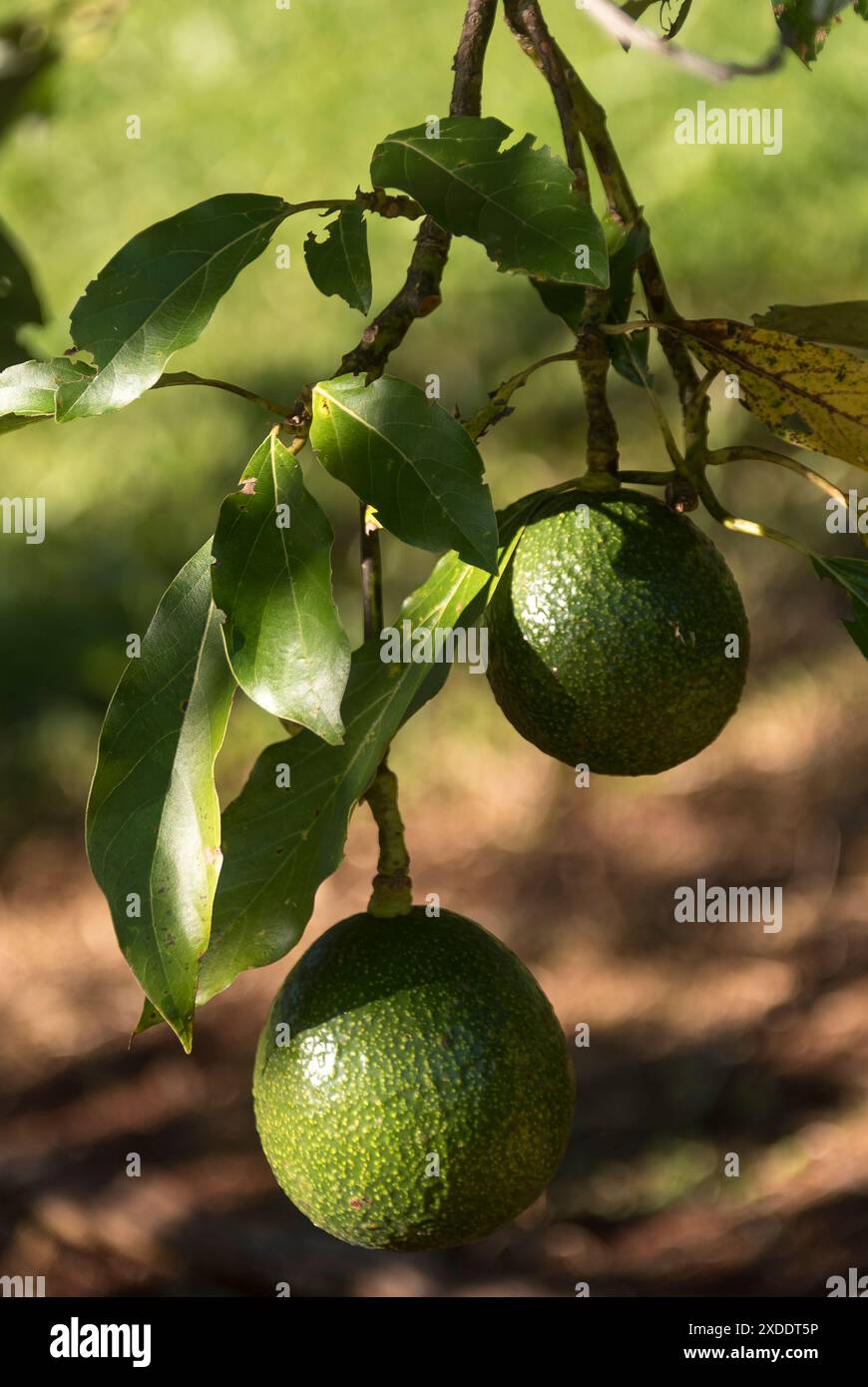 Due avocado sferici di canna (persea americana) che crescono insieme in un frutteto nel Queensland, Australia. Frutta grande, rotonda, pesante, non ancora matura. Foto Stock
